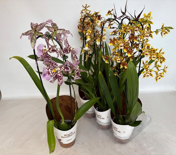 <h4>ORCHIDEEEN OVERIG</h4>