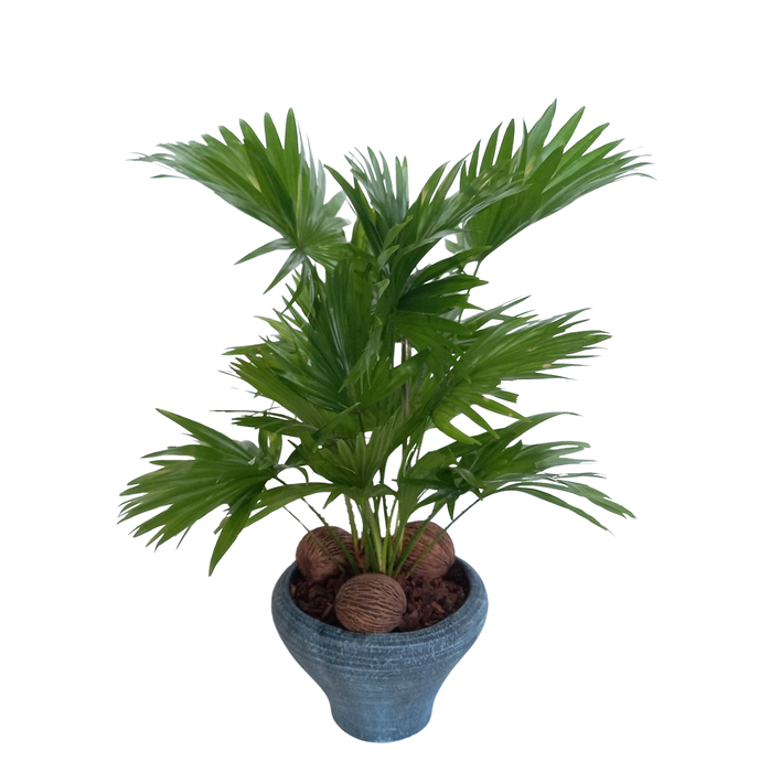 <h4>Livistona in super hoedje blauw</h4>