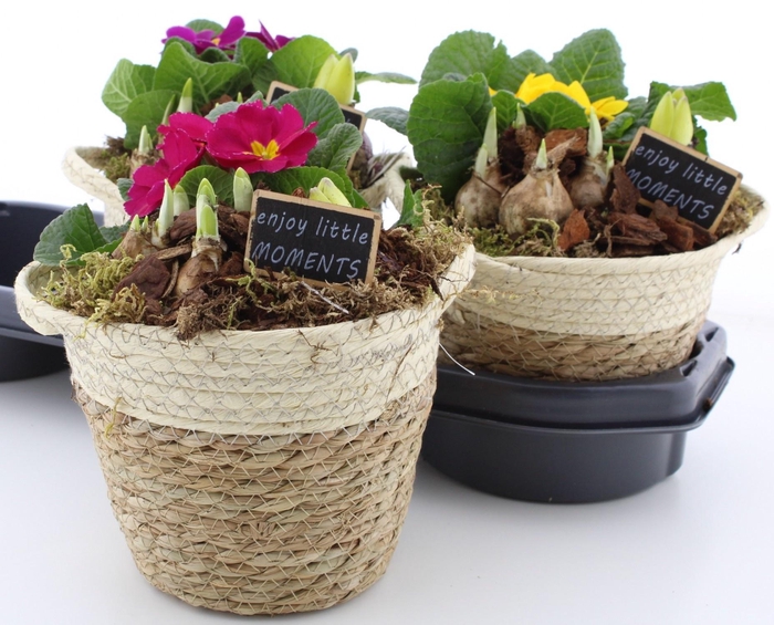 <h4>ARR PL IN SCHAAL</h4>