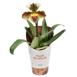 Paphiopedilum