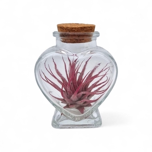 Arrangementen Tillandsia 6%