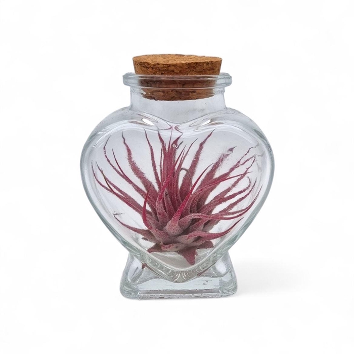 <h4>Arrangementen Tillandsia 6%</h4>
