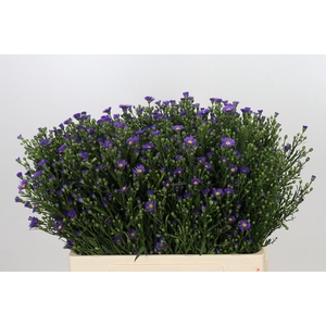 Aster Casamare