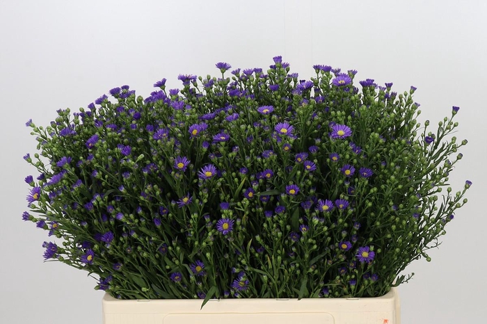 <h4>Aster Casamare</h4>