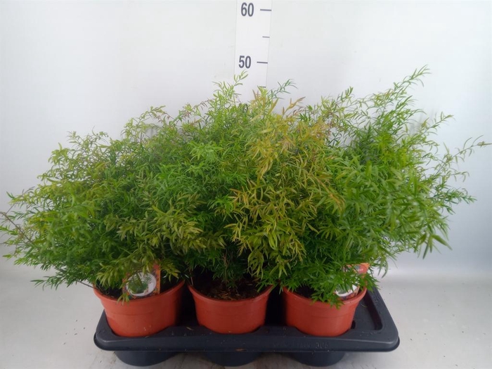 <h4>Asparagus dens. 'Cwebe'</h4>