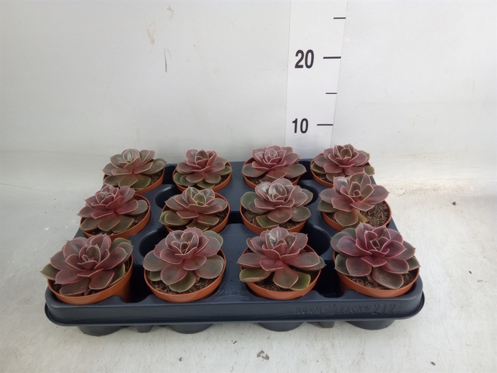 <h4>Echeveria   ...not flowering</h4>