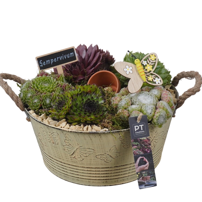 <h4>PTS7309 Arrangement Sempervivum in metalen pot</h4>