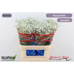 GYPS PA BEAUTY BRIDE