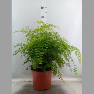 Adiantum raddi. 'Fragrans'