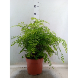 Adiantum raddi. 'Fragrans'
