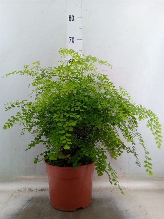 <h4>Adiantum raddi. 'Fragrans'</h4>