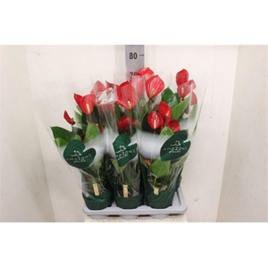 Anthurium (Andreanum Grp) Melodia