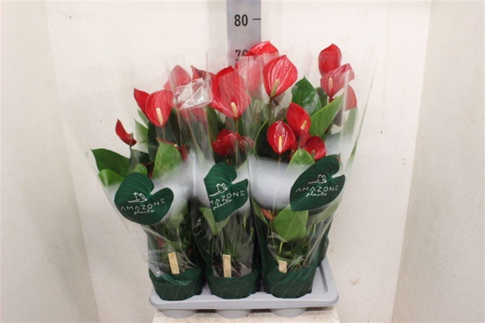 <h4>Anthurium (Andreanum Grp) Melodia</h4>