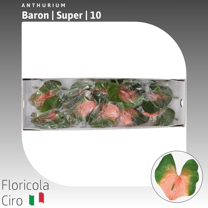 <h4>Anthurium Baron</h4>