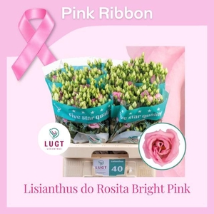 Lisianthus do rosita bright pink