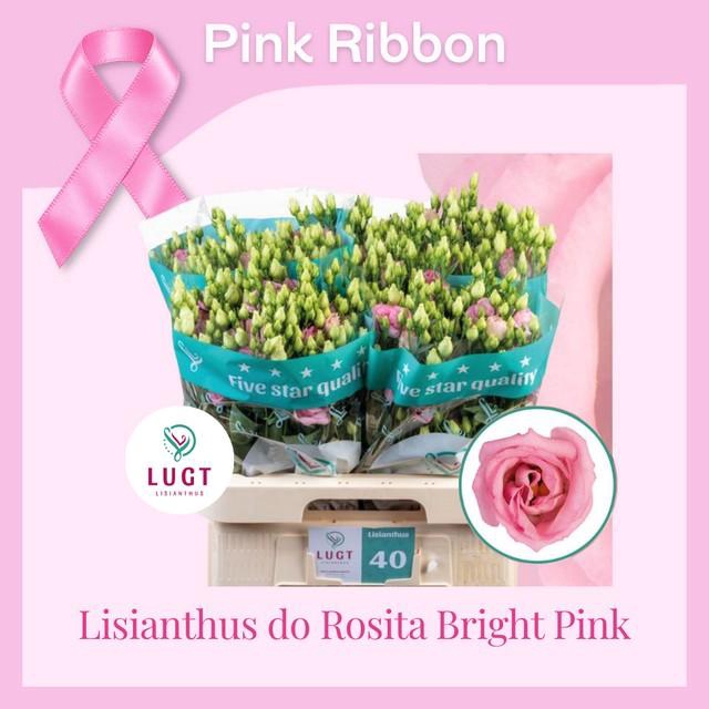 <h4>Lisianthus do rosita bright pink</h4>