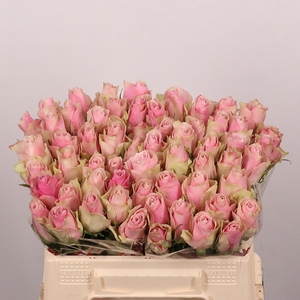 R GR PINK ATHENA