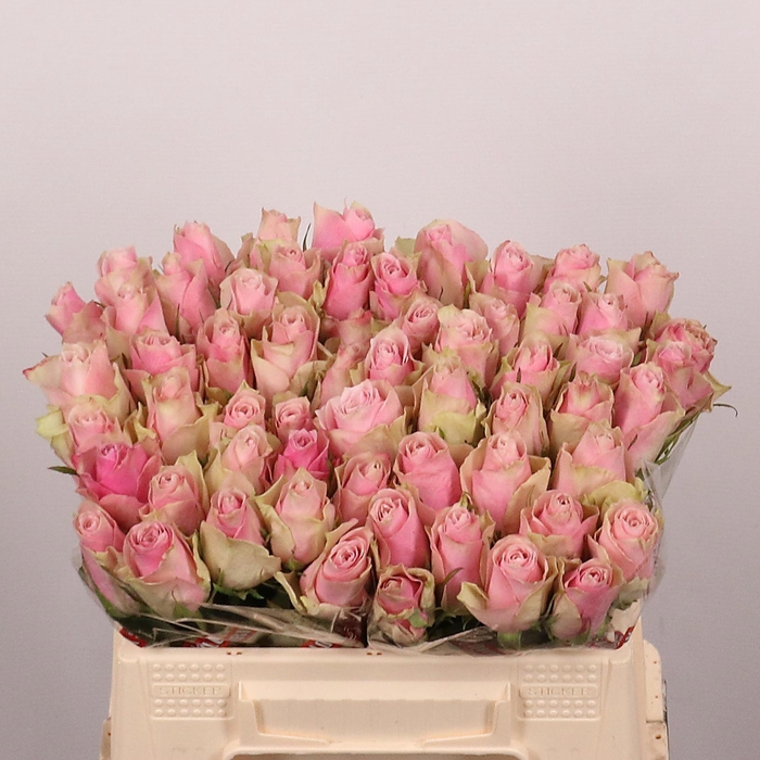 <h4>R GR PINK ATHENA</h4>