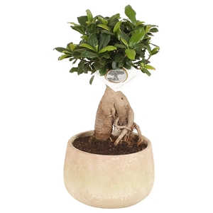 Ficus m. Ginseng pot ø15cm in ø17cm Sandlook pot 2021