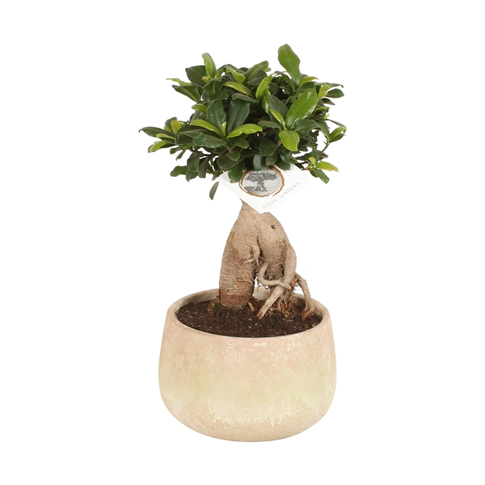 <h4>Ficus m. Ginseng pot ø15cm in ø17cm Sandlook pot 2021</h4>