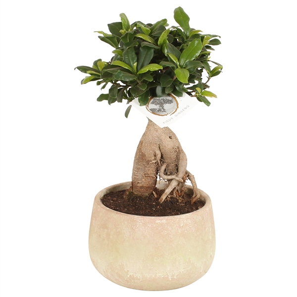 <h4>Ficus m. Ginseng pot ø15cm in ø17cm Sandlook pot 2021</h4>