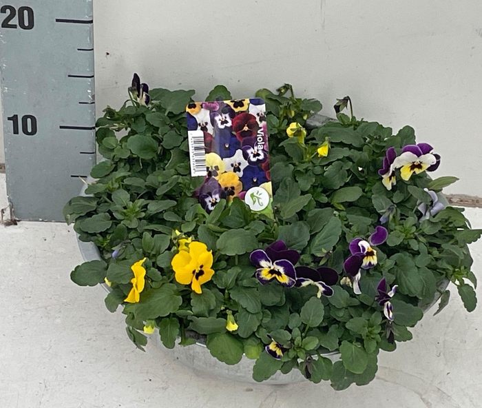 <h4>VIO CO SOR XP GEM</h4>