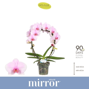 Phalaenopsis   ...rose