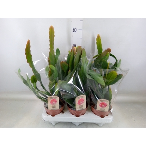 Epiphyllum   ...
