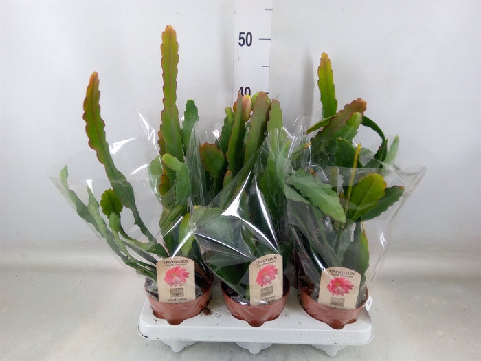<h4>Epiphyllum   ...</h4>