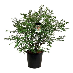 Euonymus alatus