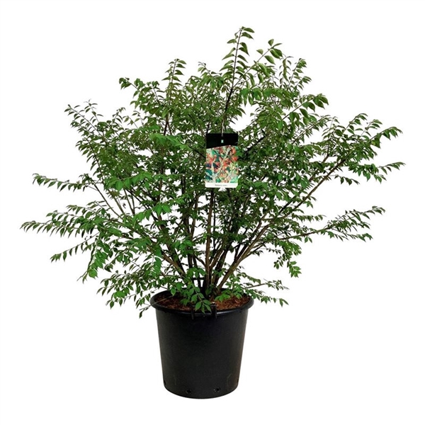 <h4>Euonymus alatus</h4>