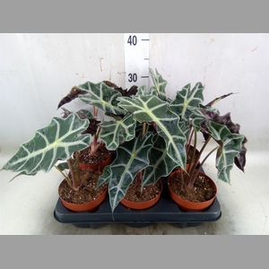 Alocasia amazonica