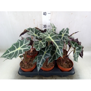 Alocasia amazonica