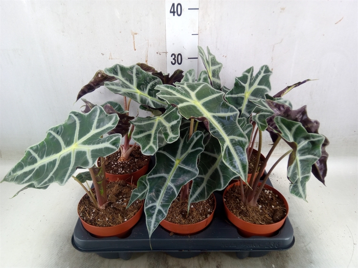 <h4>Alocasia amazonica</h4>