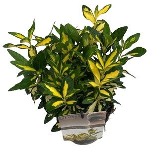 Euonymus jap. 'Marieke' sense