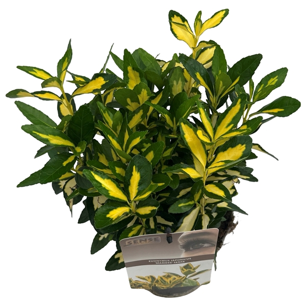 <h4>Euonymus jap. 'Marieke' sense</h4>