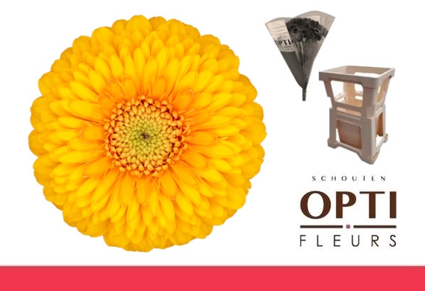 <h4>GE MB POM HONEYDEW-Water hoes</h4>