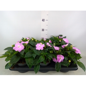 Impatiens NG 'ColPow Rose'