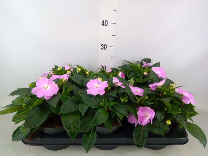 <h4>Impatiens NG 'ColPow Rose'</h4>