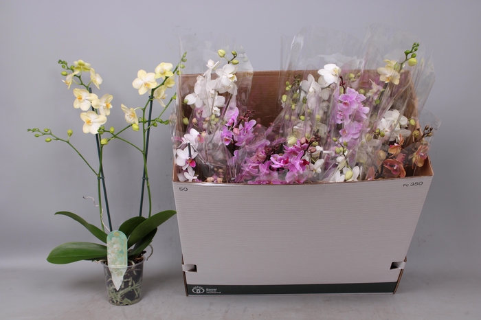 <h4>PHAL MF GEM 5 KL</h4>