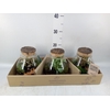 Arr.   Kamerplant Groen H%