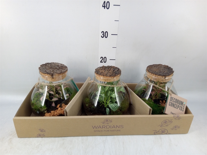 Arr.   Kamerplant Groen H%