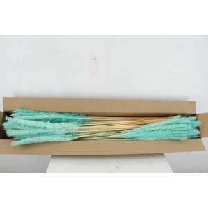 DF Pampas Silvy Bs 10pc Mint