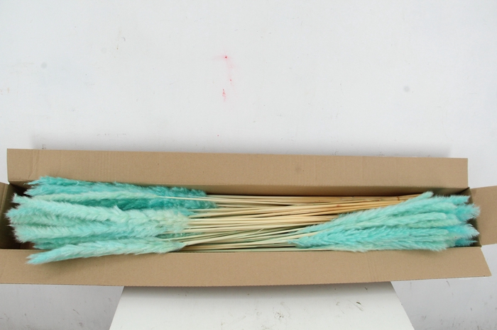 <h4>DF Pampas Silvy Bs 10pc Mint</h4>