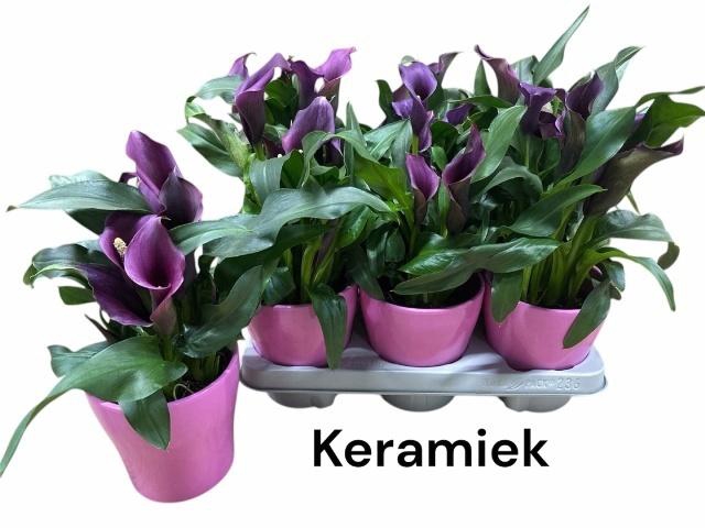 <h4>ARR ZANTEDESCHIA</h4>