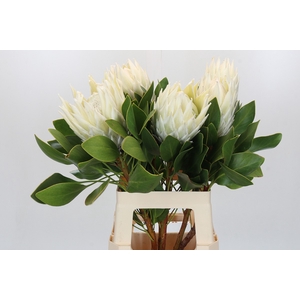 Protea Cyn. Ayoba Arctic Ice