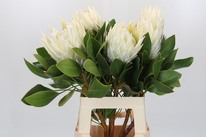 <h4>Protea Cyn. Ayoba Arctic Ice</h4>