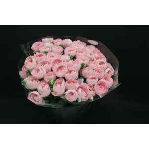 Cloni Pink Hanoi 999