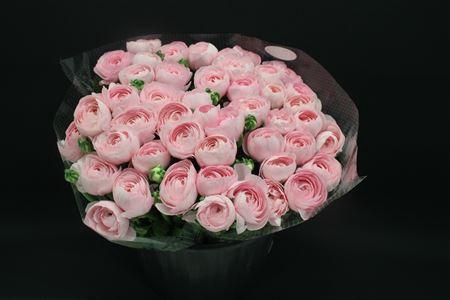 <h4>Cloni Pink Hanoi 999</h4>