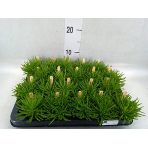Senecio archeri 'Himalaya'
